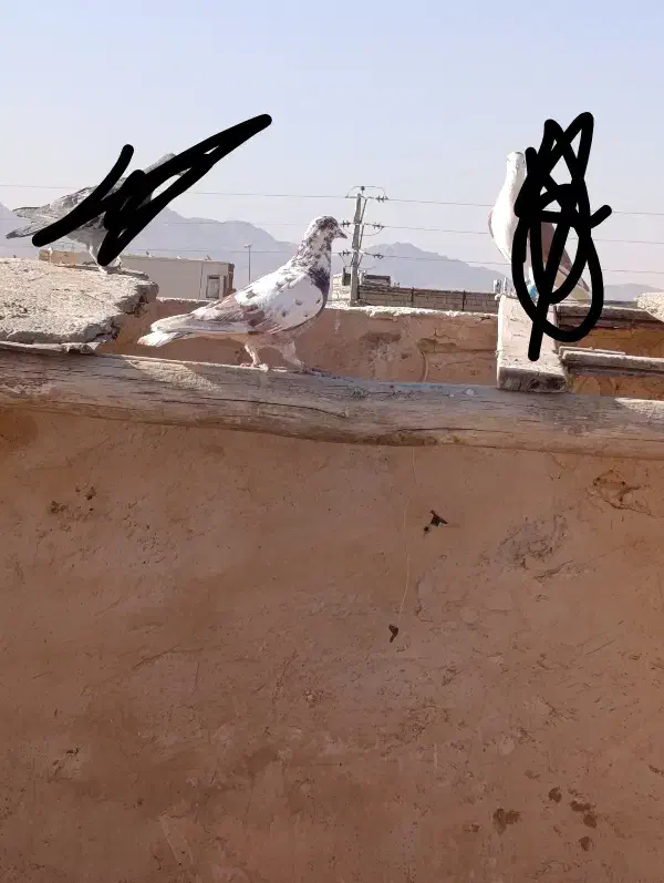 کفتر پرشی|پرنده|فرح دشت, |دیوار