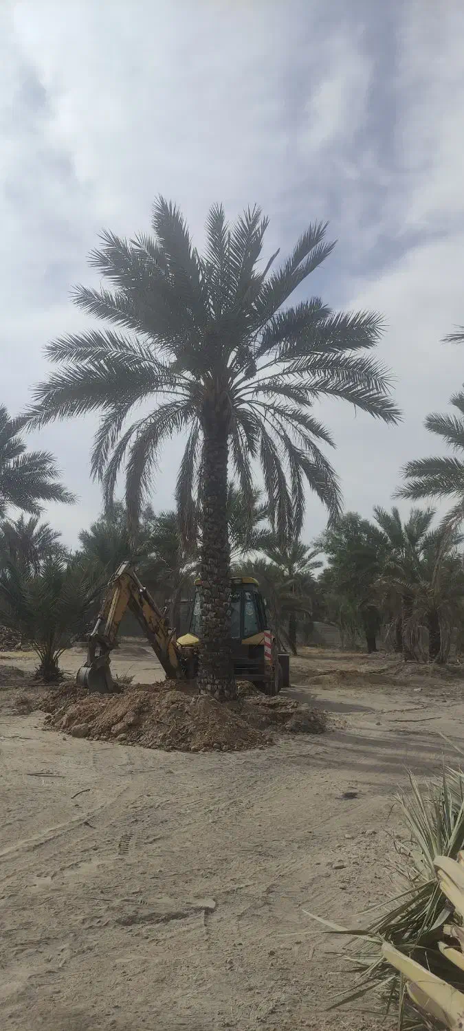 انواع نخل های تنه 4تا6متر|خدمات باغبانی و درختکاری|قائم‌شهر, |دیوار