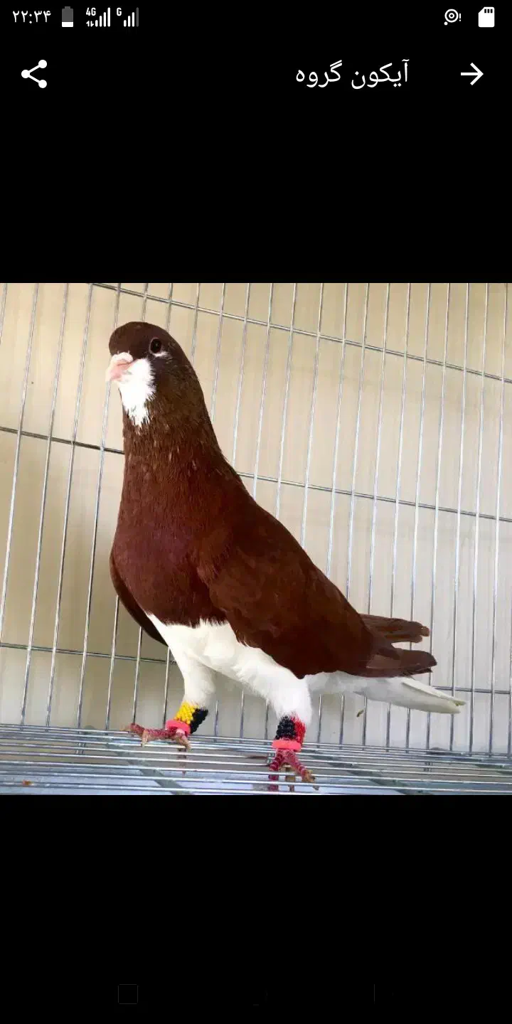 کبوتر|پرنده|مرودشت, محمد آباد|دیوار