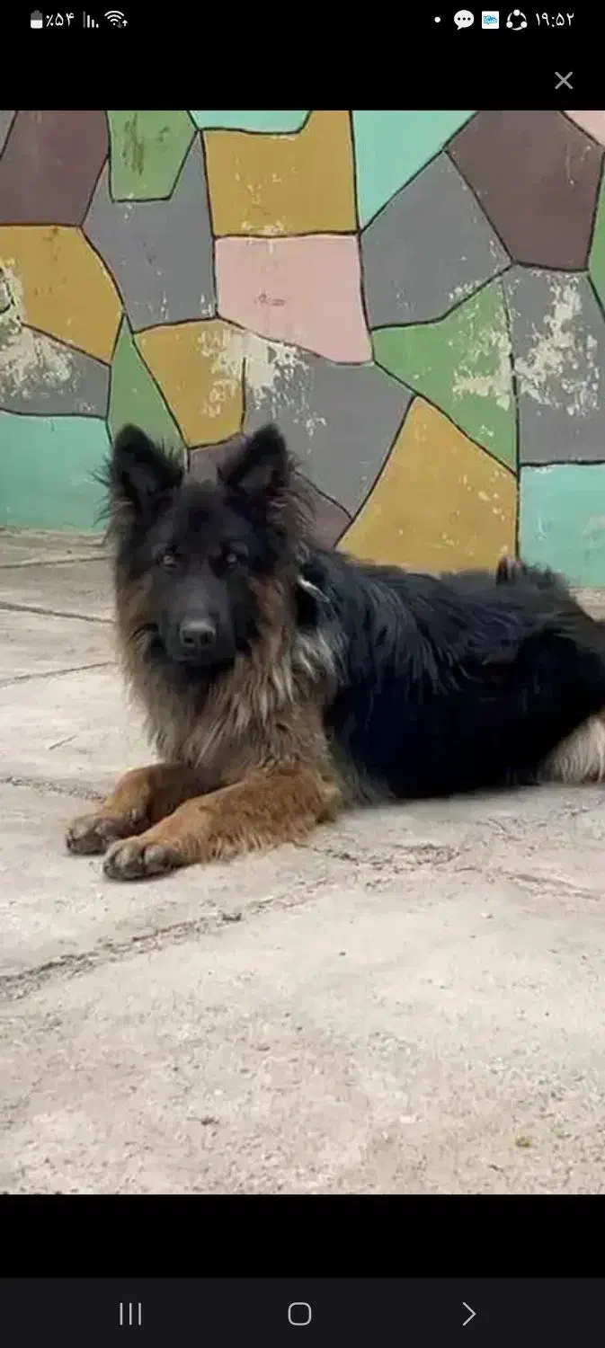 سگ ژرمن|سگ|خمین, |دیوار