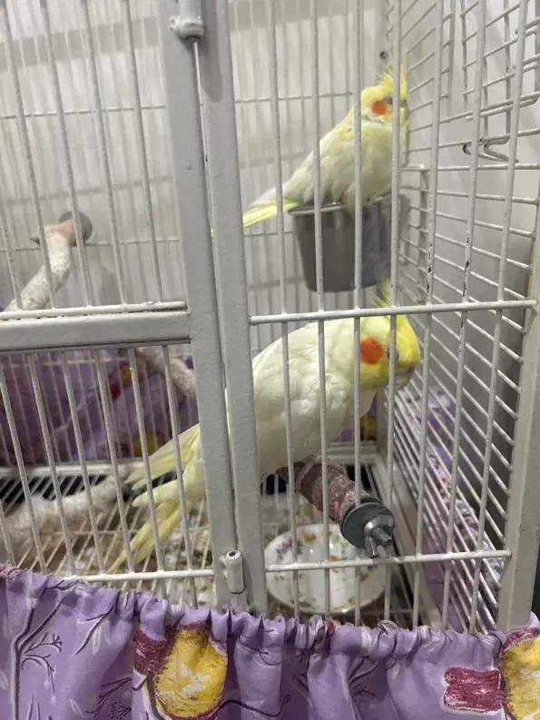 پرنده|پرنده|تهران, جمهوری|دیوار