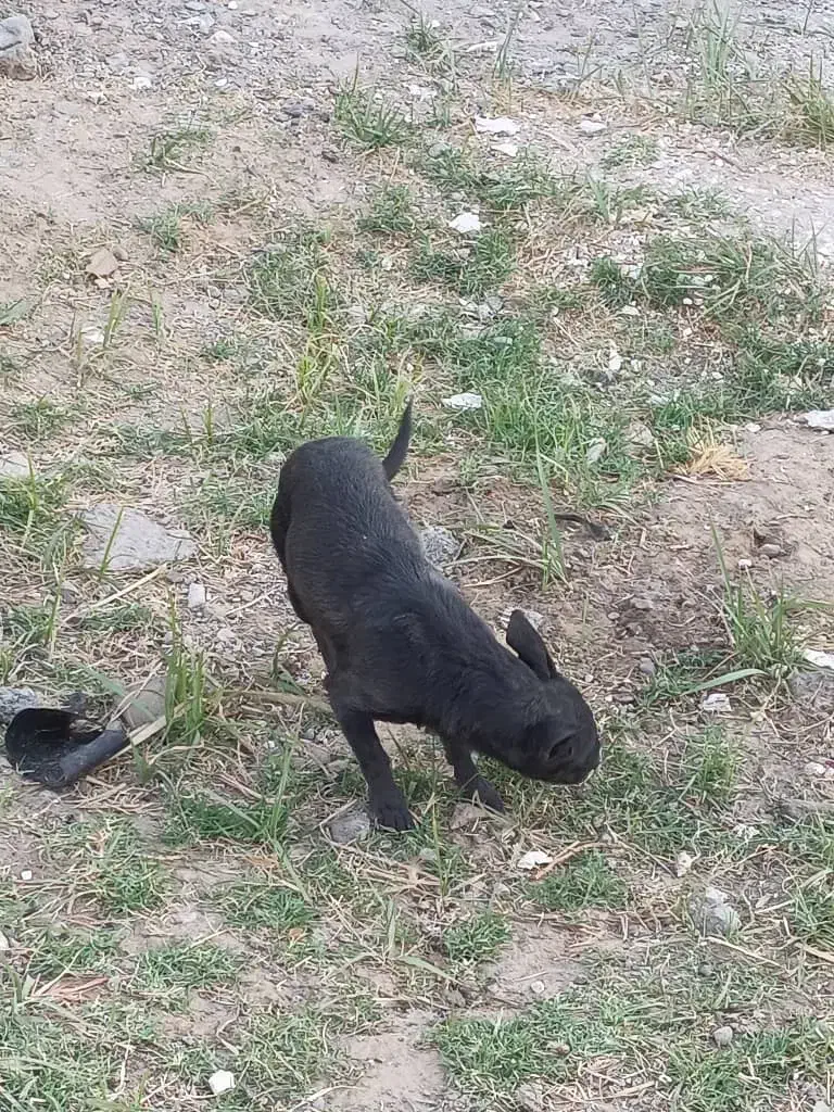 سگ شیواوا|سگ|بم, |دیوار