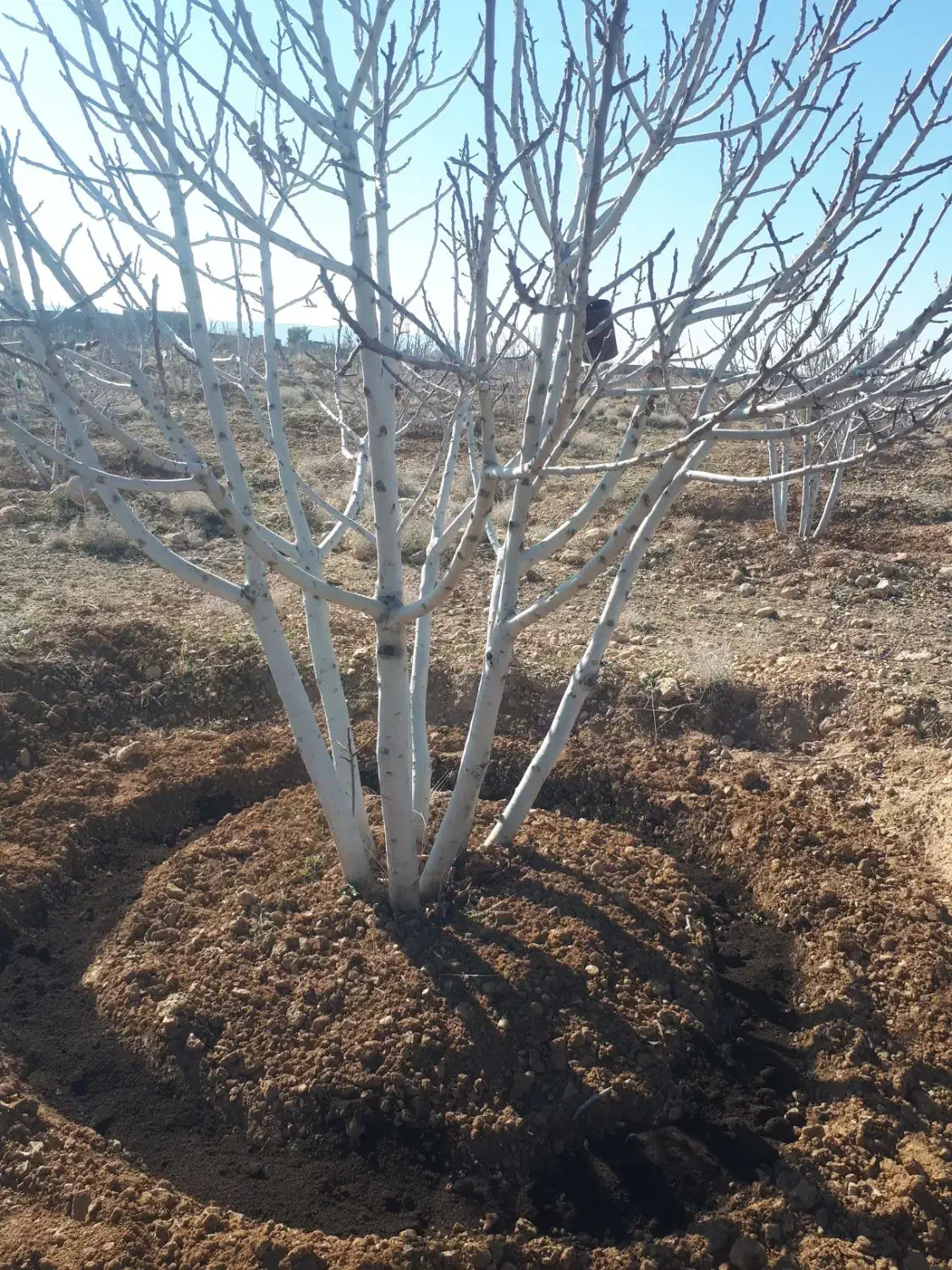 خدمات باغبانی سم پاشی هرس پاکنی پیوند( نکویی )|خدمات باغبانی و درختکاری|شیراز, غدیر جنوبی|دیوار