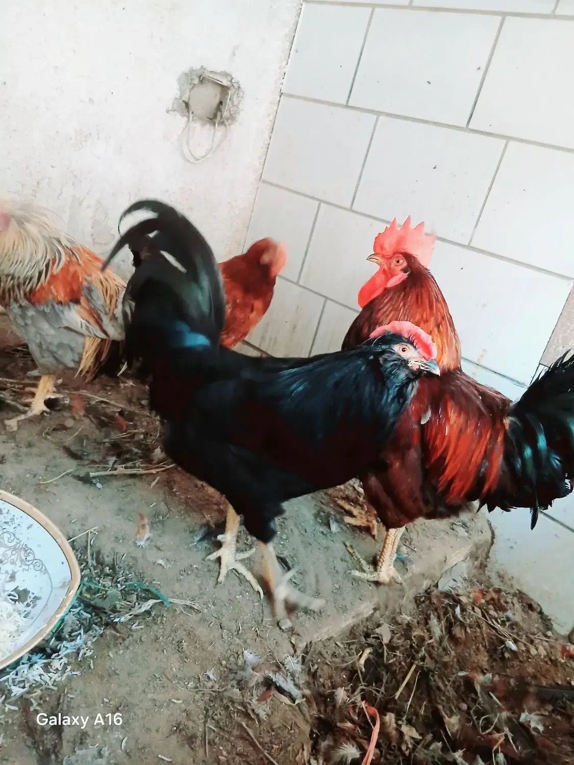 مرغ و خروس|حیوانات مزرعه|خورموج, |دیوار