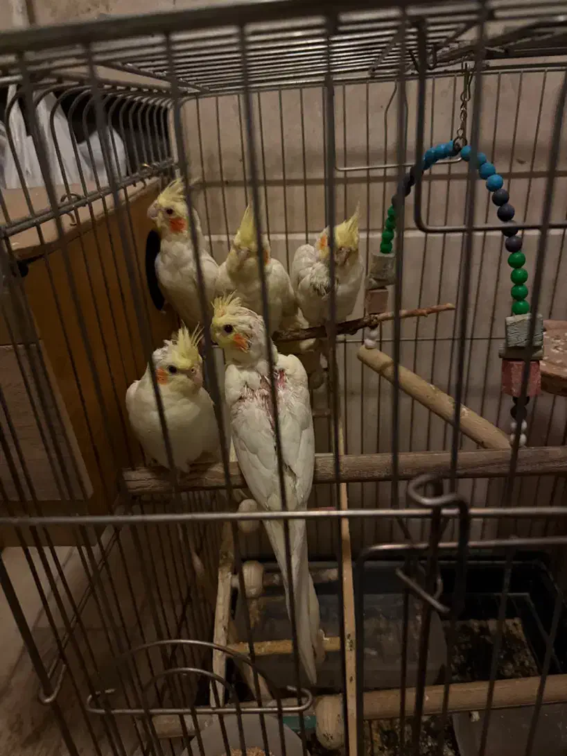 عروس هلندی|پرنده|تهران, امیریه|دیوار