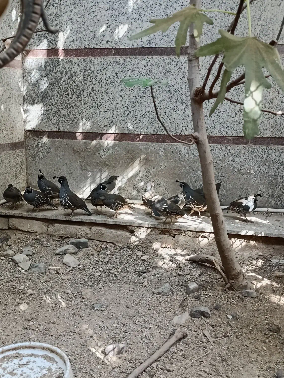 بلدرچین کالیفرنیایی بالغ|حیوانات مزرعه|تهران, دولاب|دیوار