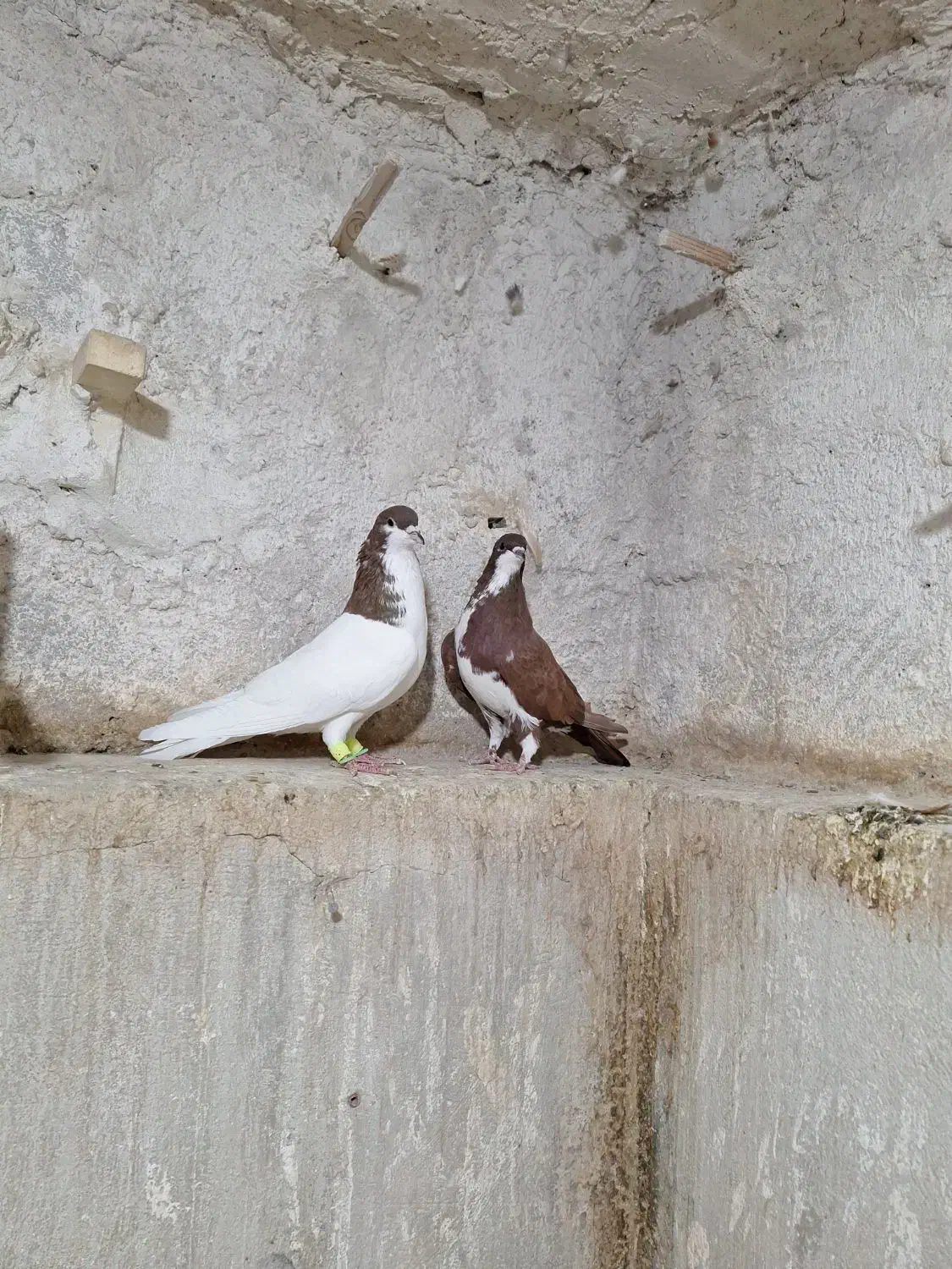 کبوتر رنگی|پرنده|کازرون, |دیوار