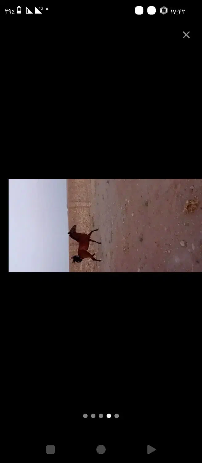 کره مادیان کرد|اسب و تجهیزات اسبسواری|اراک, |دیوار