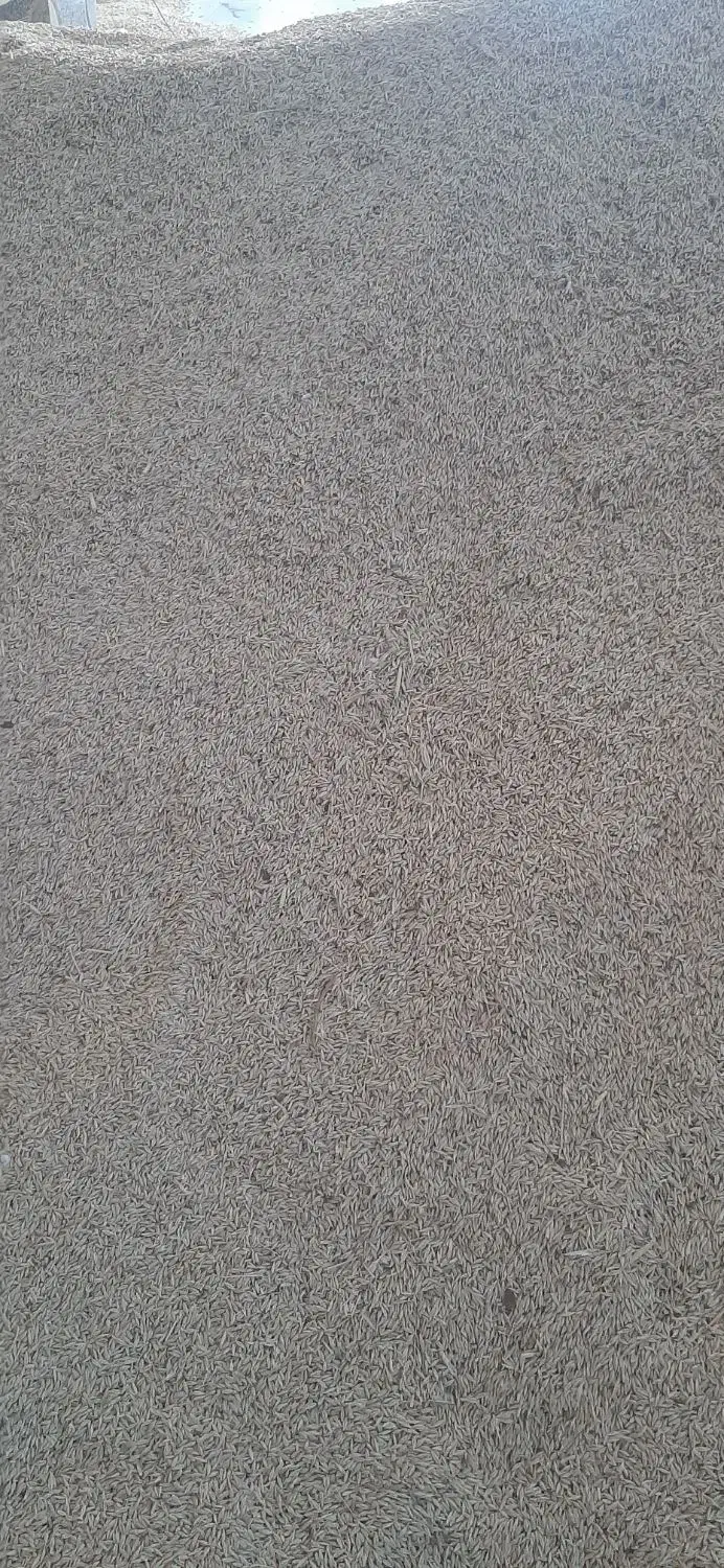 بذرجوآبی|عمده‌فروشی|لالجین, |دیوار