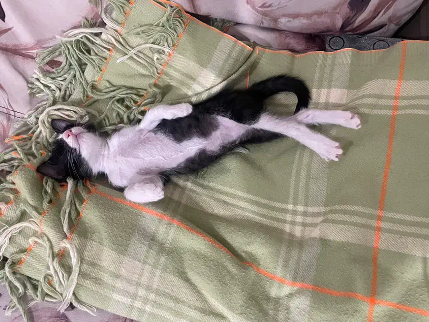 واگذاری گربه تاکسیدو|گربه|اهواز, نادری|دیوار