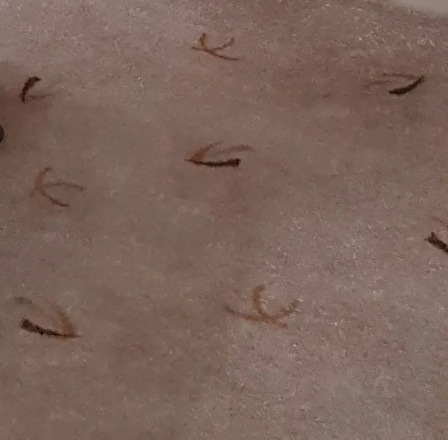 موکت ظریف مصور|موکت|مشهد, کلاهدوز|دیوار