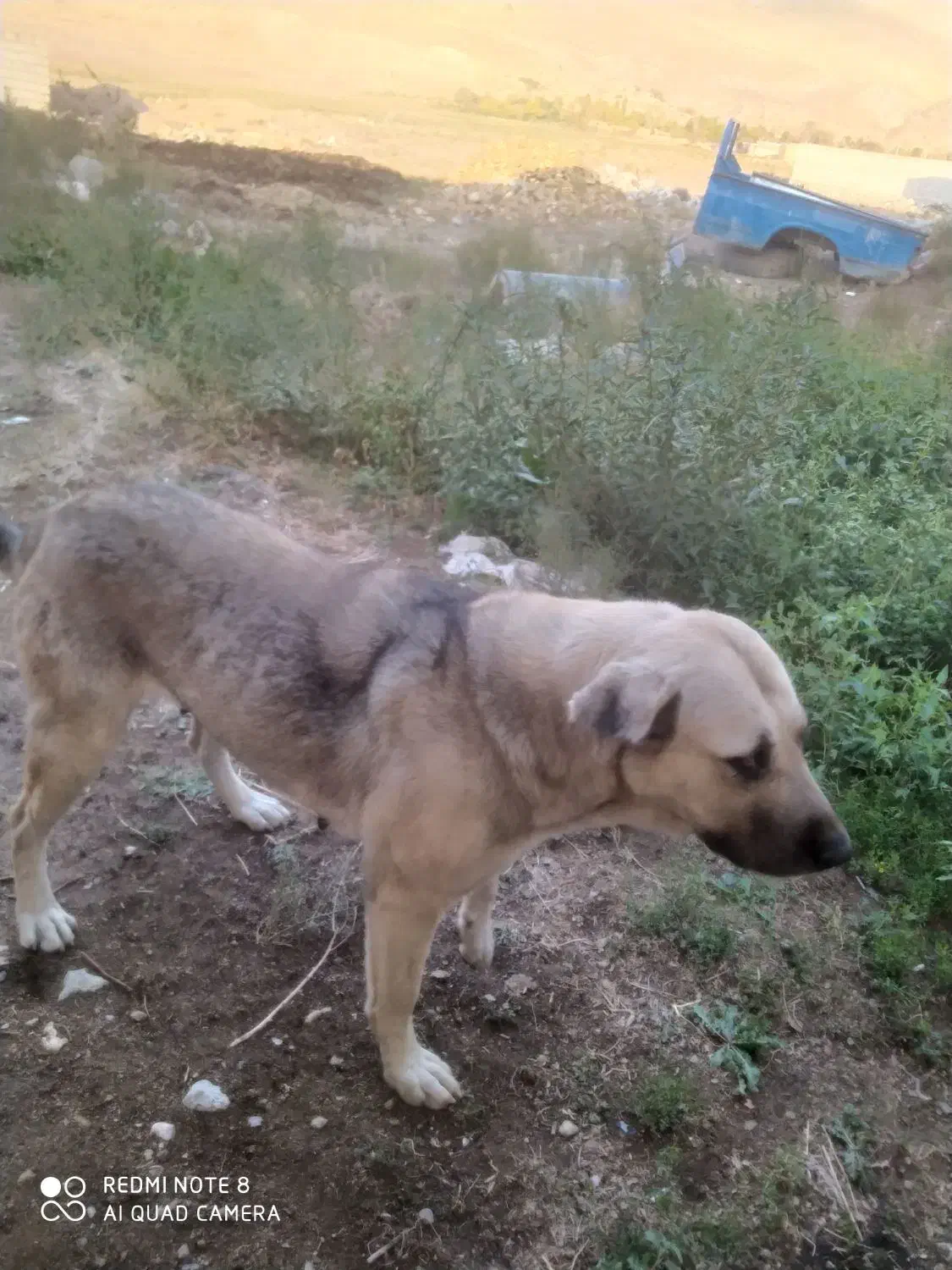 سگ عراقی ماده|سگ|مرند, |دیوار