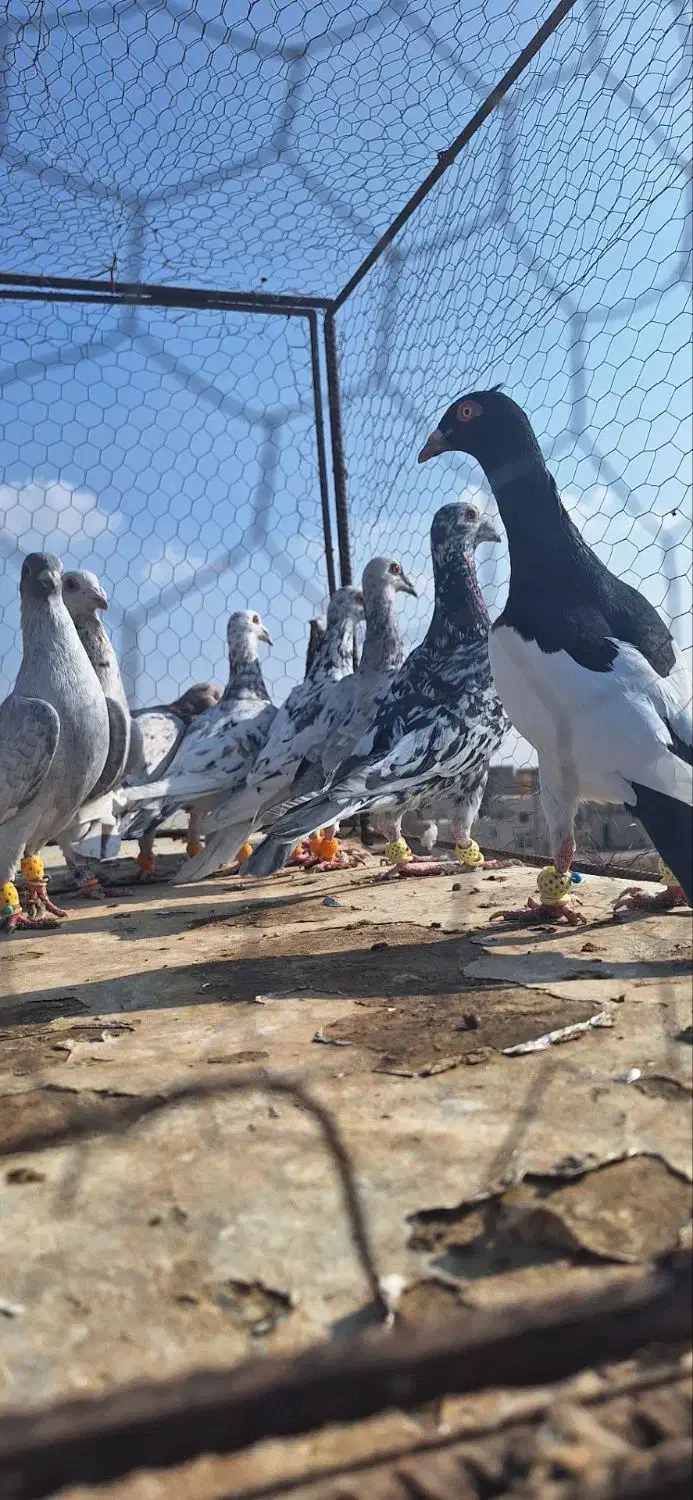 کفتر پرشی همه نر|پرنده|الوند, |دیوار