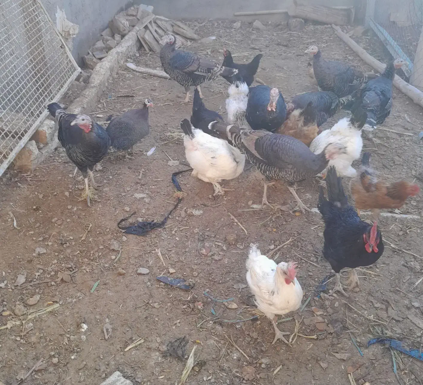 بوقلمون و مرغ برهما|حیوانات مزرعه|دشتابی, |دیوار