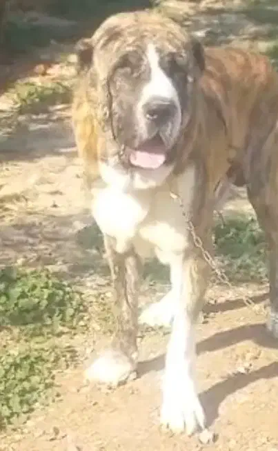 سگ الابای روسی نر قد مثبت 90ژرمن سراب قدرجونی|سگ|تهران, تهرانپارس شرقی|دیوار