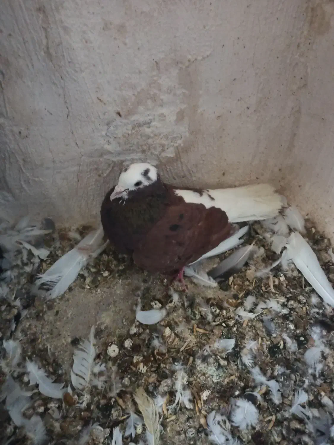 کبوتر تهرانی|پرنده|هندمینی, |دیوار