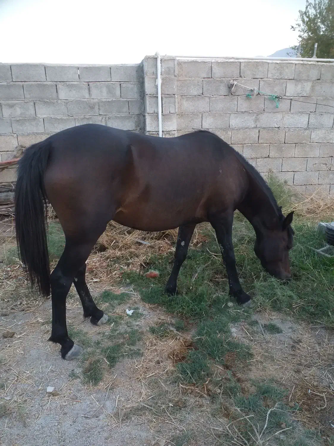 اسب|اسب و تجهیزات اسب‌سواری|جره و بالاده, |دیوار