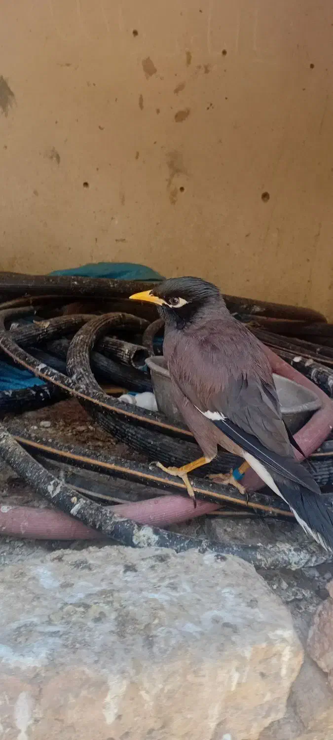 مینا|پرنده|بم, |دیوار