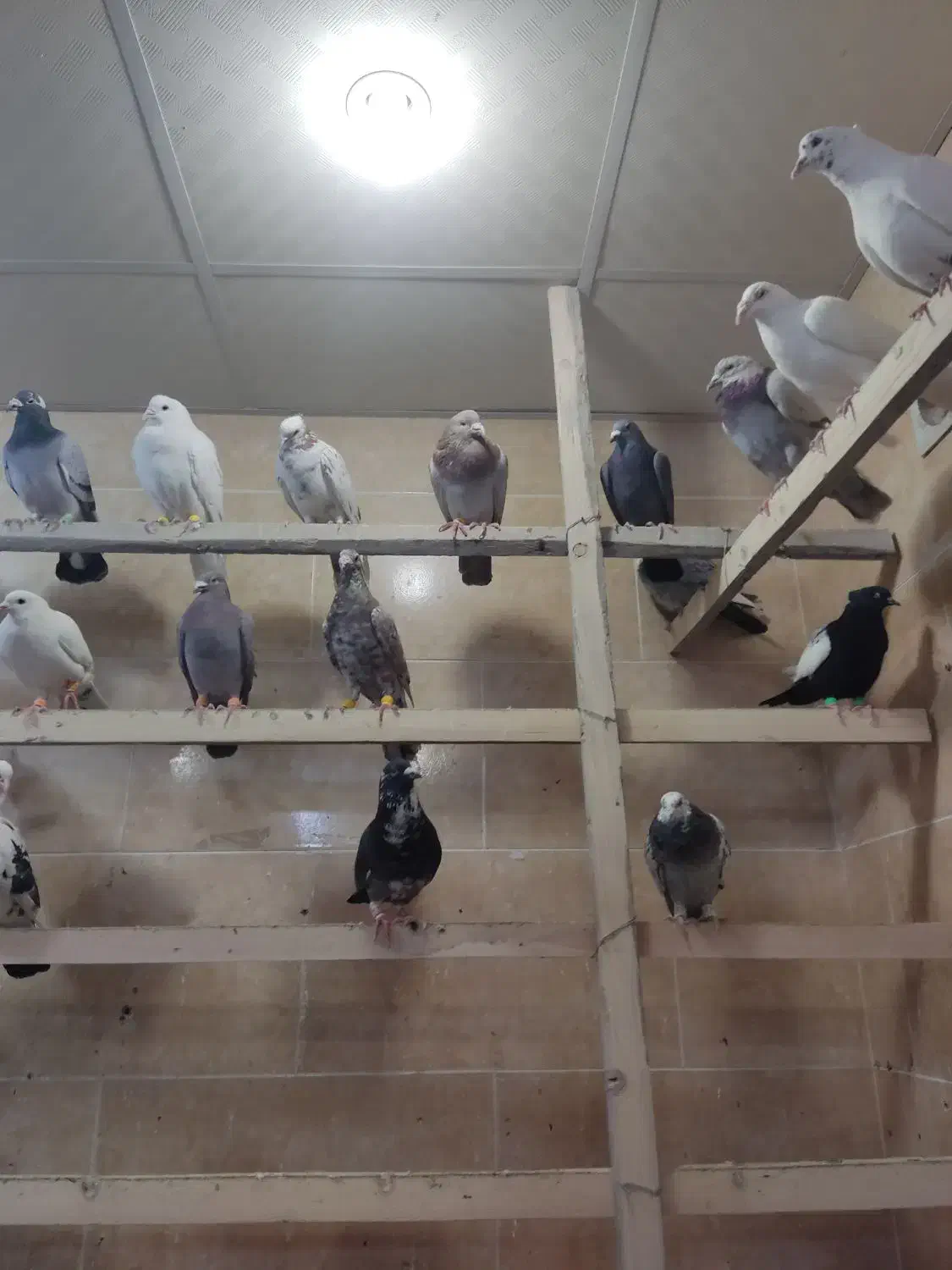 کبوتر جنکنده|پرنده|رباط‌کریم, رباط‌کریم|دیوار