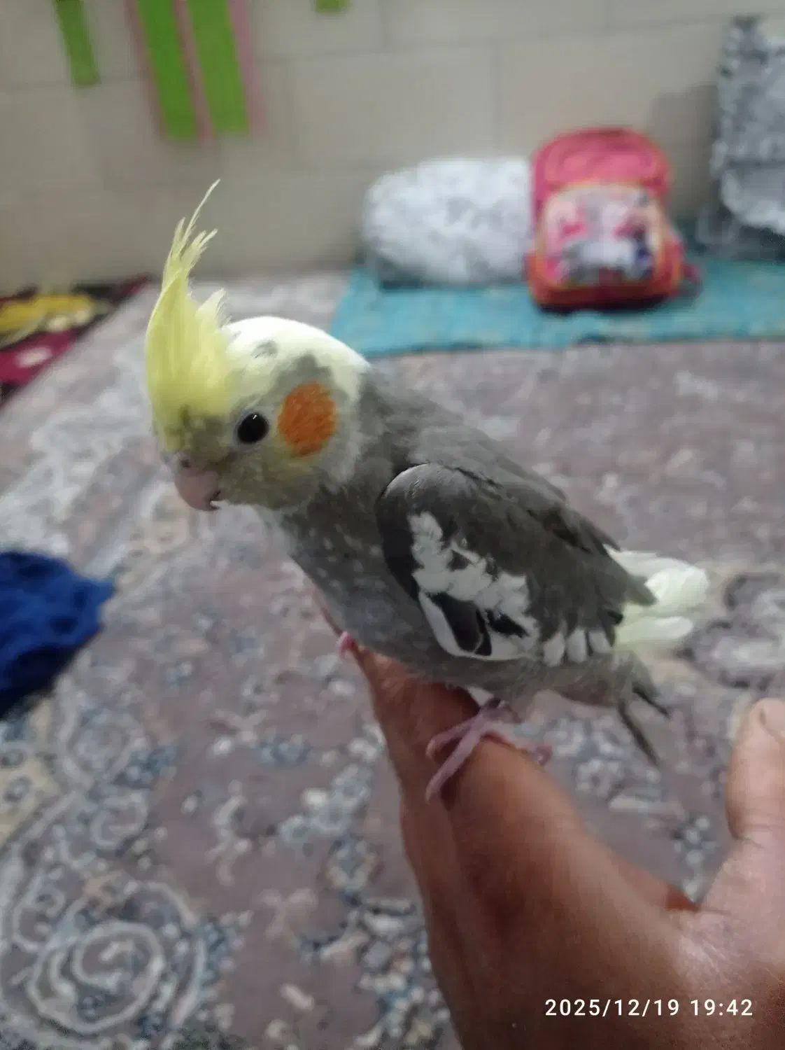 عروس هلندی|پرنده|کرمان, |دیوار