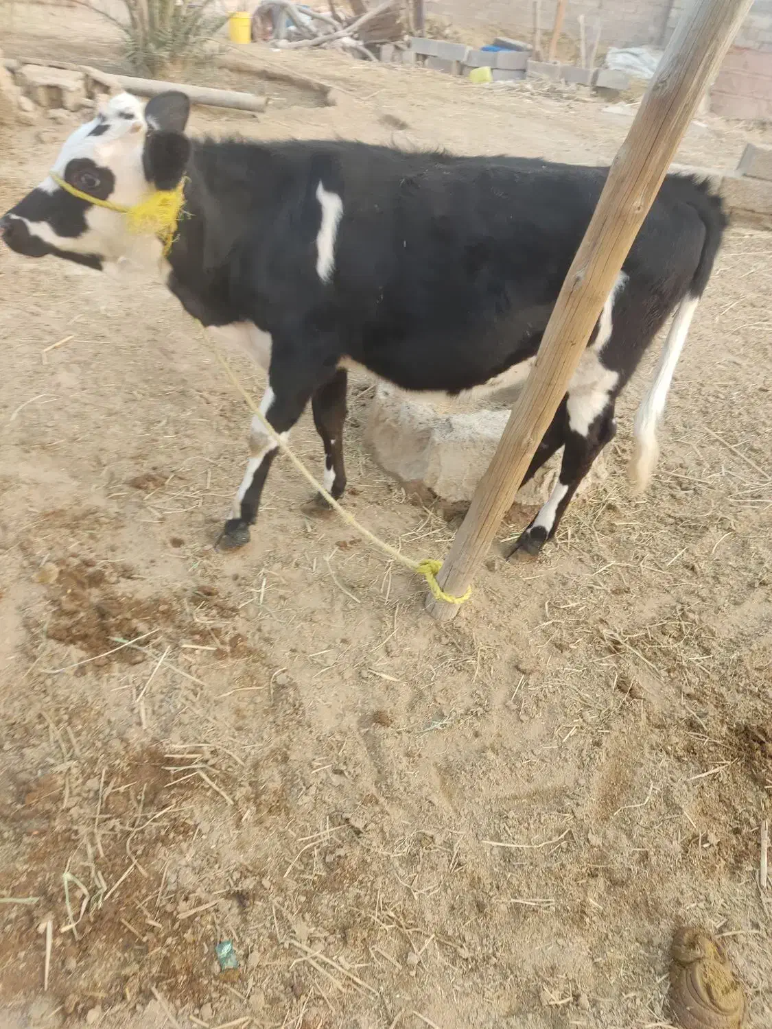 گاو خارجی|حیوانات مزرعه|شادگان, |دیوار