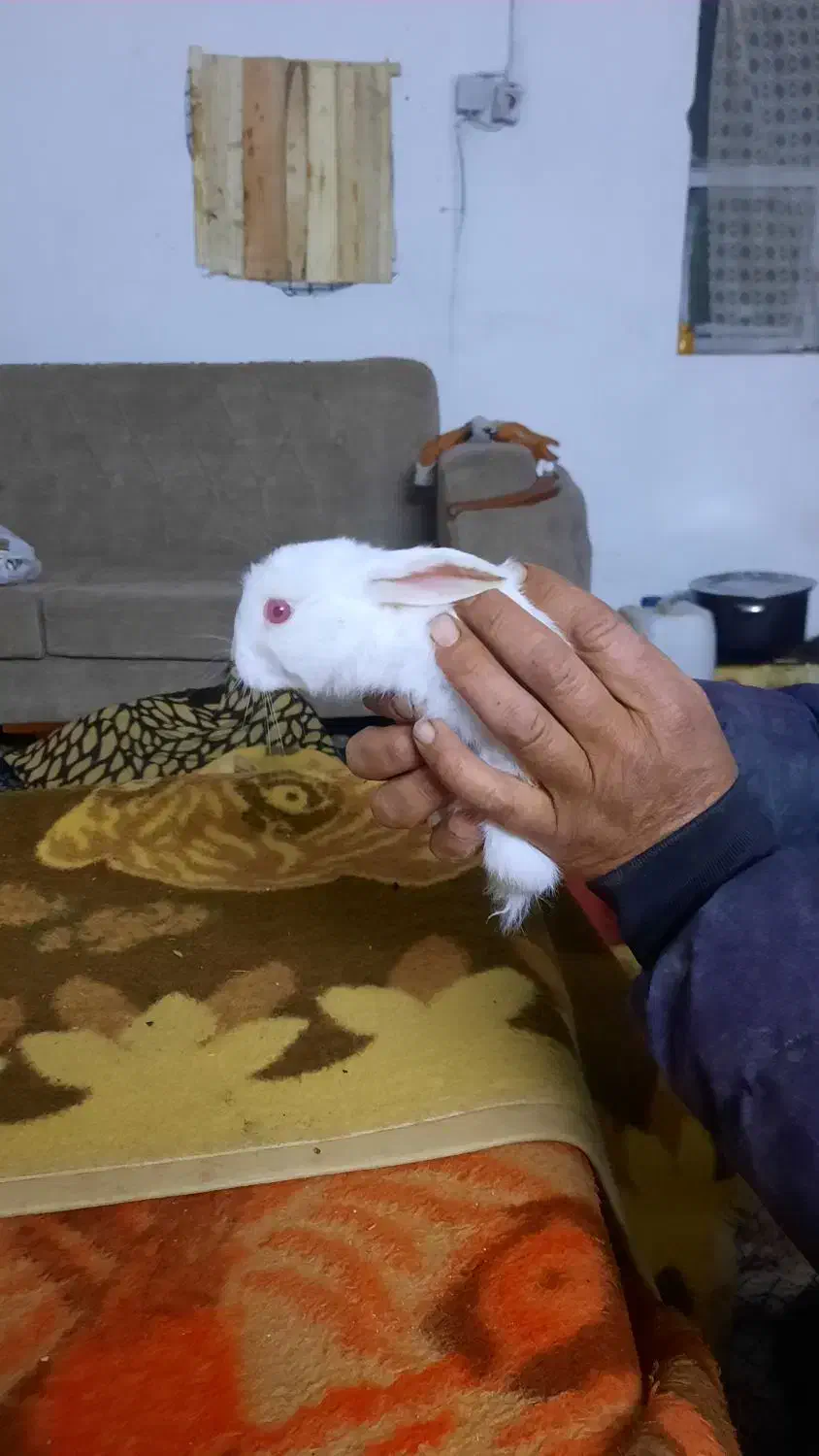 خرگوش فروشی|موش و خرگوش|قم, شهرک قدس|دیوار