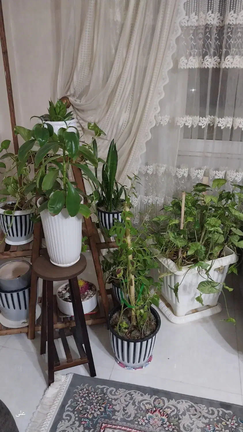 گل طبیعی|گل و گیاه طبیعی|فردیس, شهرک ارم|دیوار