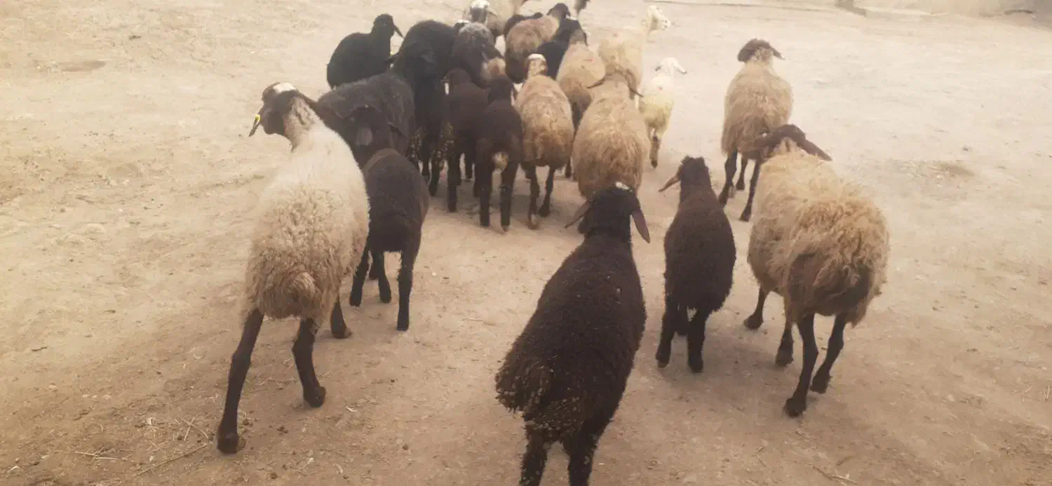 میش وبره|حیوانات مزرعه|اراک, |دیوار