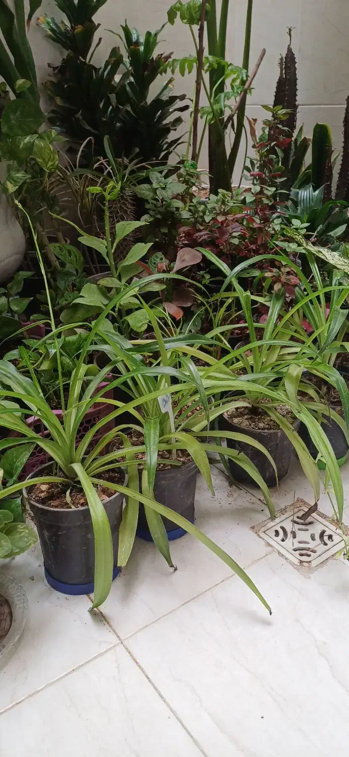 گل و گیاه آپارتمانی|گل و گیاه طبیعی|کازرون, |دیوار