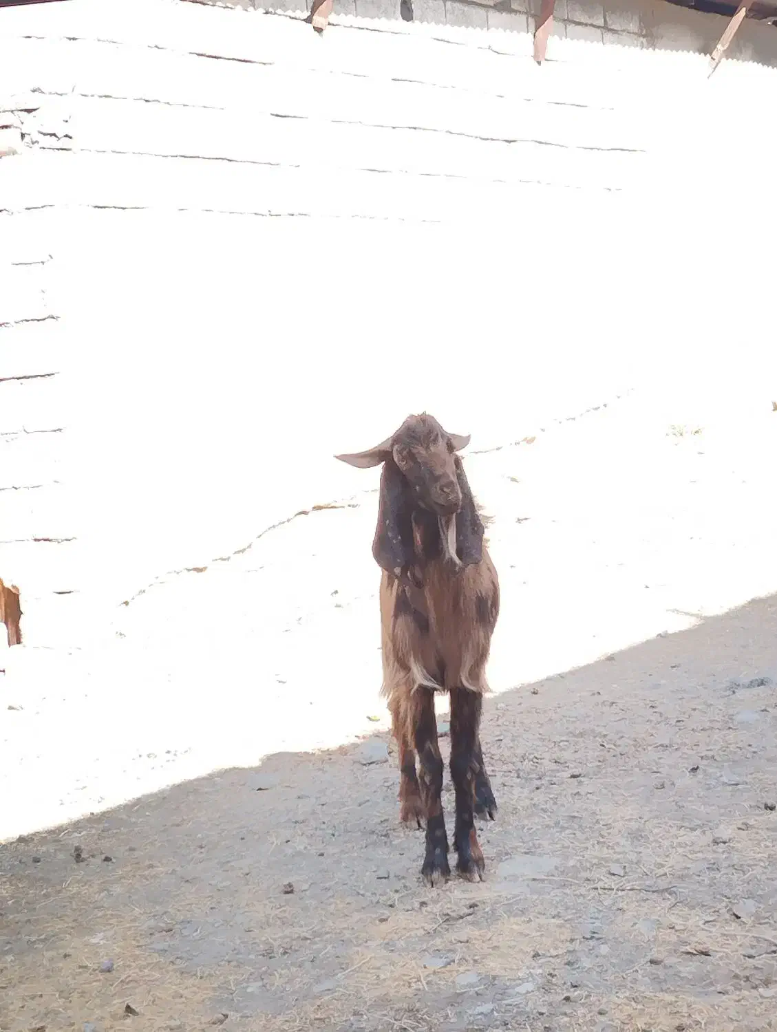 بزنر پاکستانی دوقلوزا پلنکی|حیوانات مزرعه|کرمانشاه, |دیوار