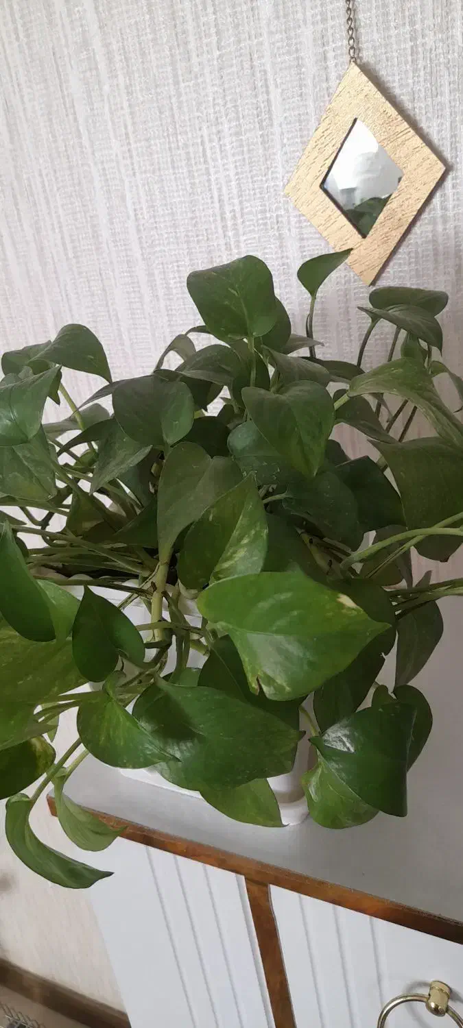 گل های زیبا و سر حال|گل و گیاه طبیعی|مهاجران, |دیوار