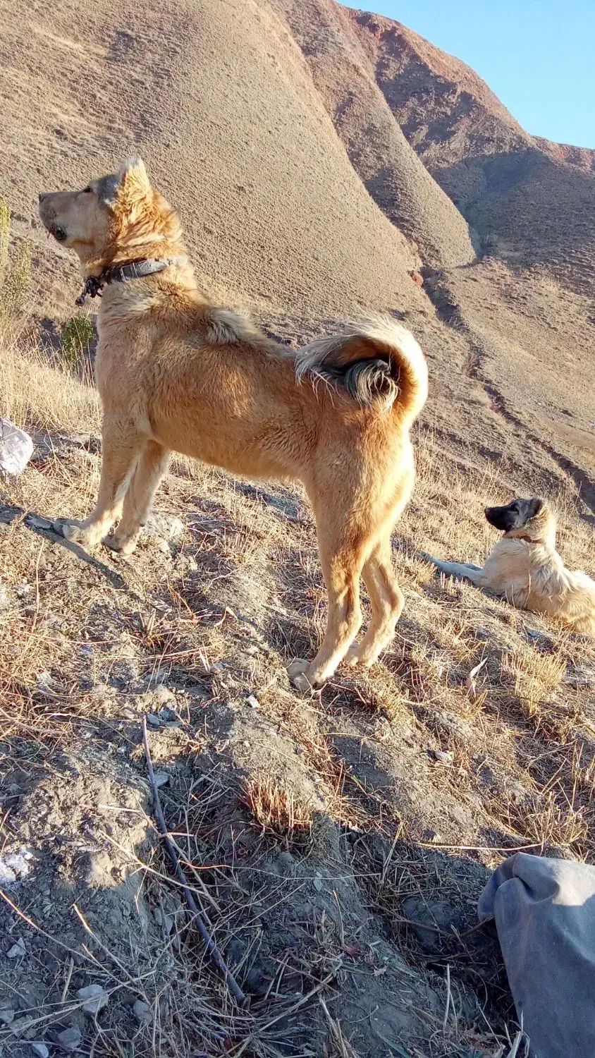 سگ ماده|سگ|بستان آباد, |دیوار