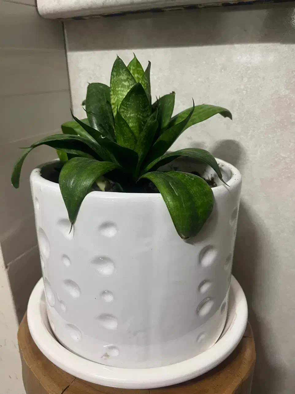 گل طبیعی|گل و گیاه طبیعی|اصفهان, باغ فدک|دیوار