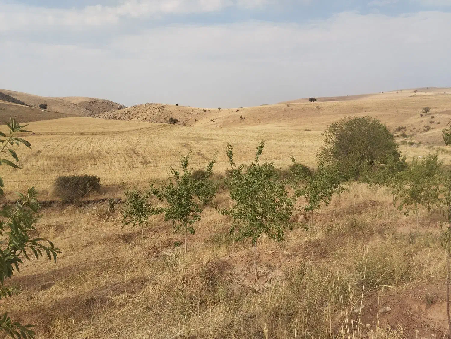 زمین باغ بادوم ب همراه چشمه و استخر|فروش دفتر صنعتی، کشاورزی، تجاری|عجب شیر, |دیوار