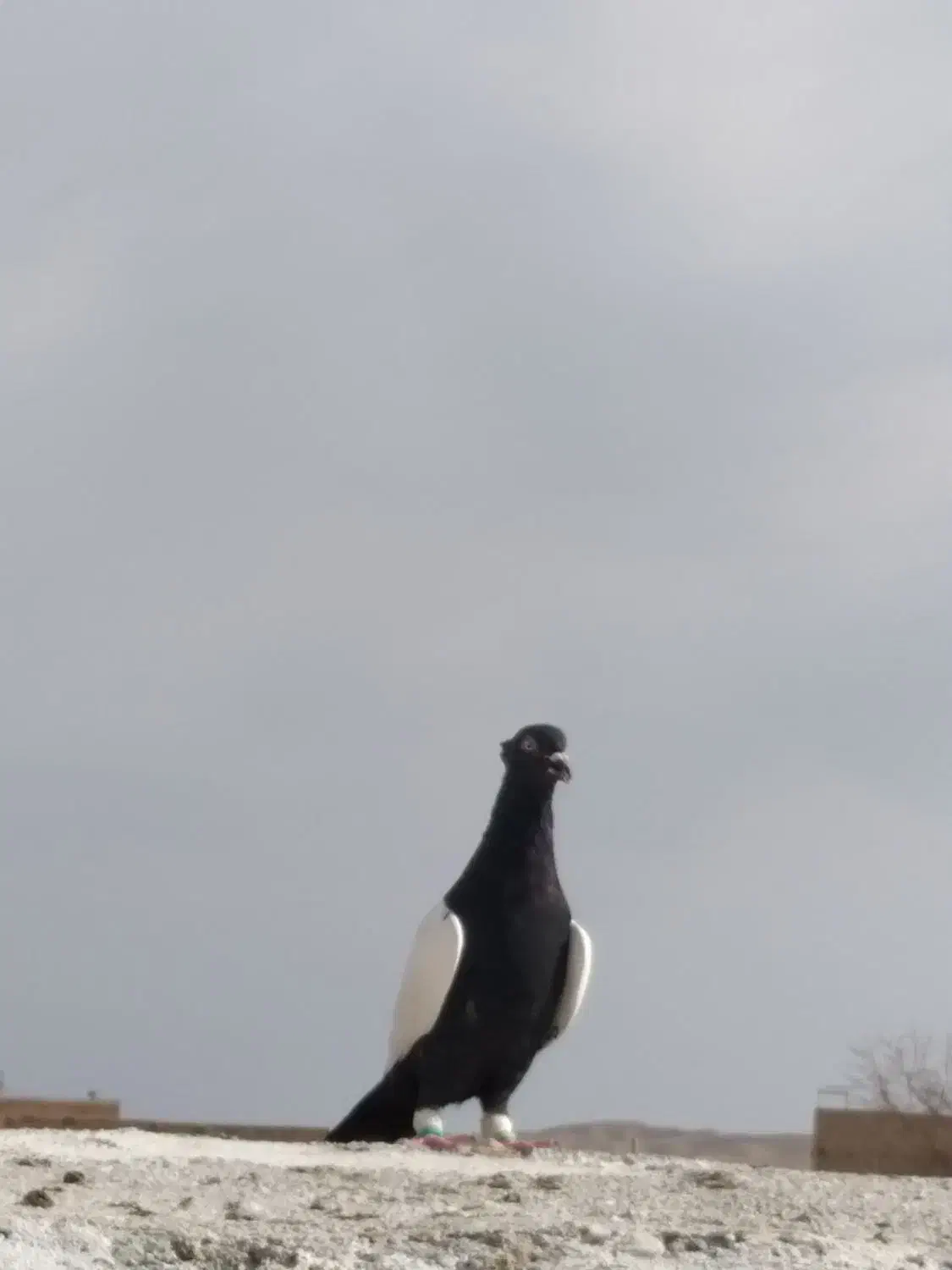 کفتر|پرنده|تربت جام, میان جام|دیوار