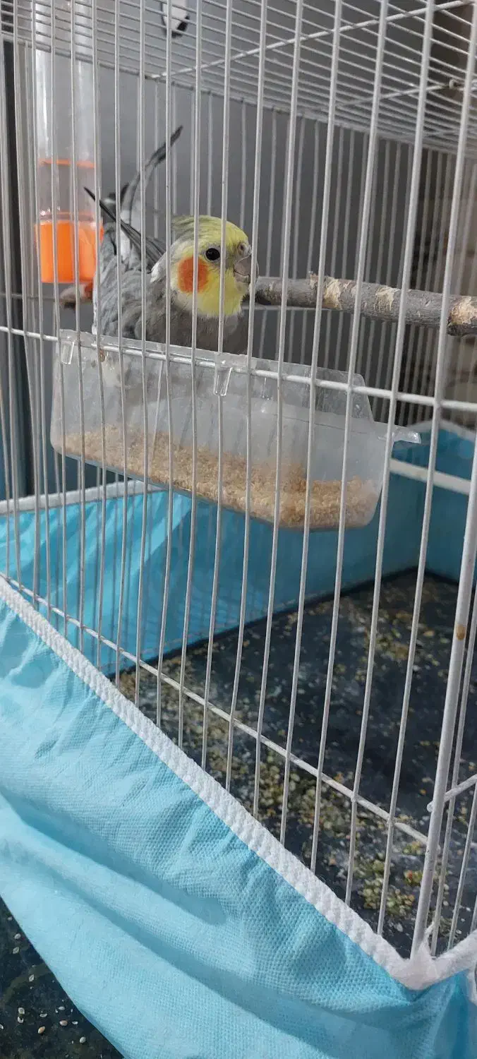 عروس هلندی سالم اوازخان|پرنده|مشهد, طلاب|دیوار