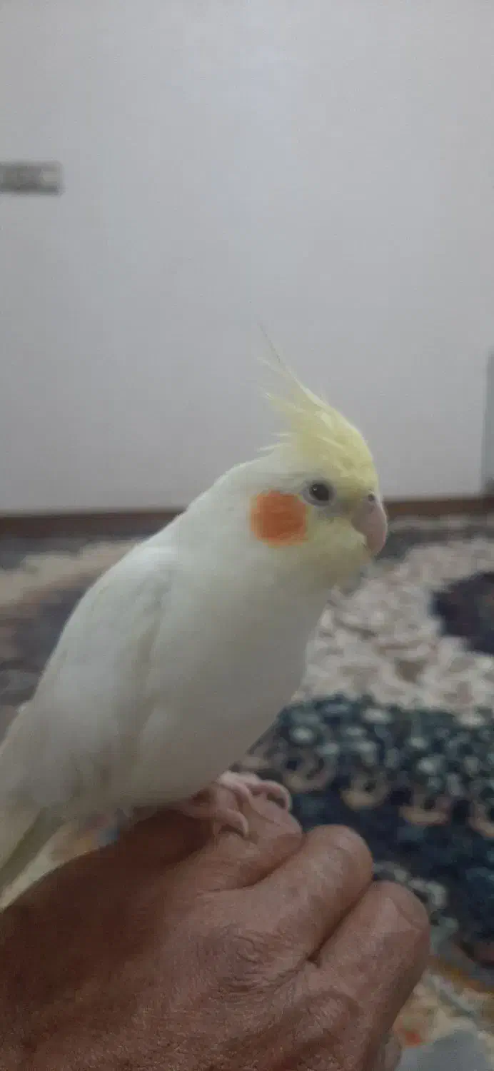 عروس هلندی لونتینو|پرنده|ابریشم, |دیوار