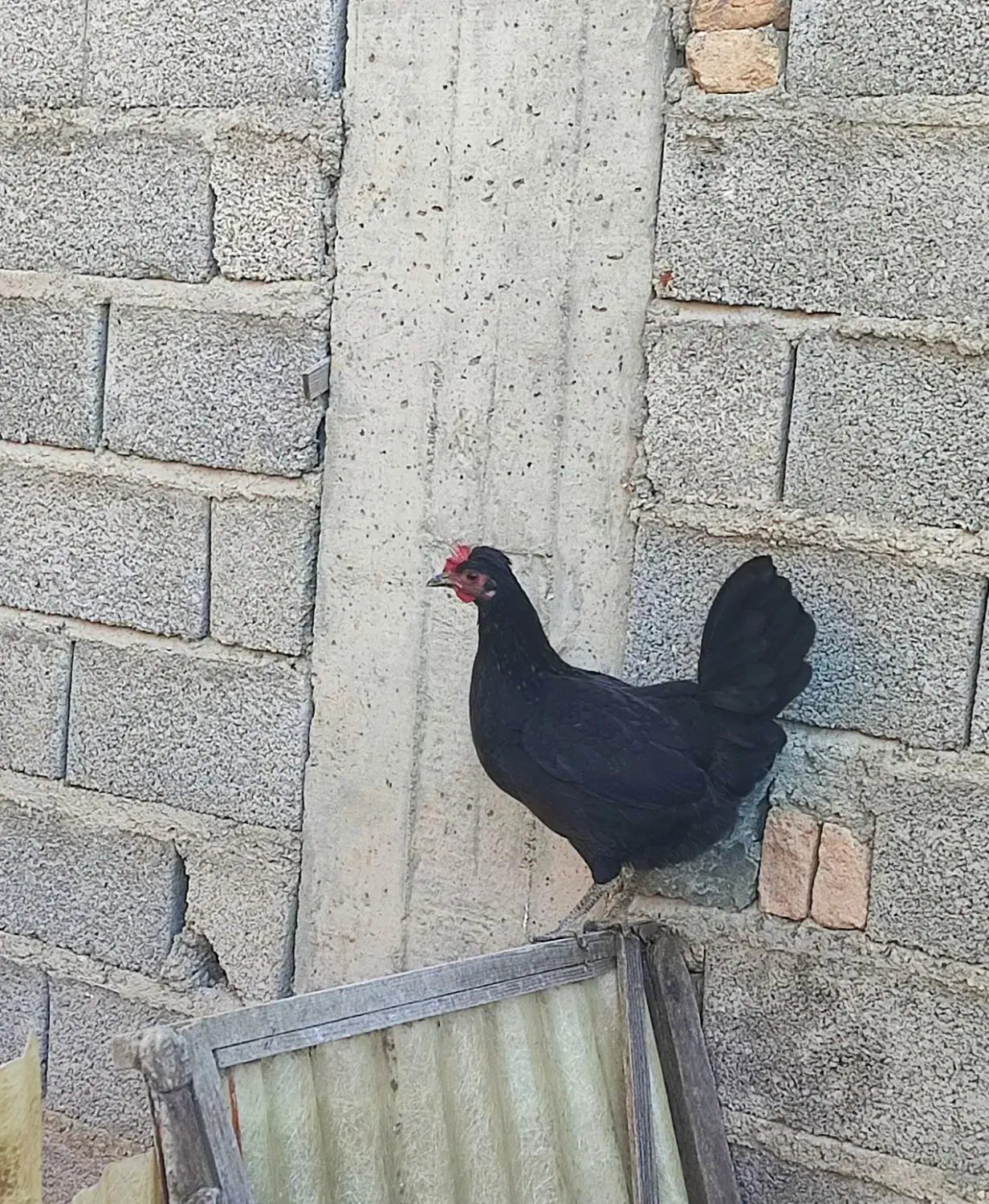 مرغ و خروس لری محلی اصیل|حیوانات مزرعه|ساری, |دیوار