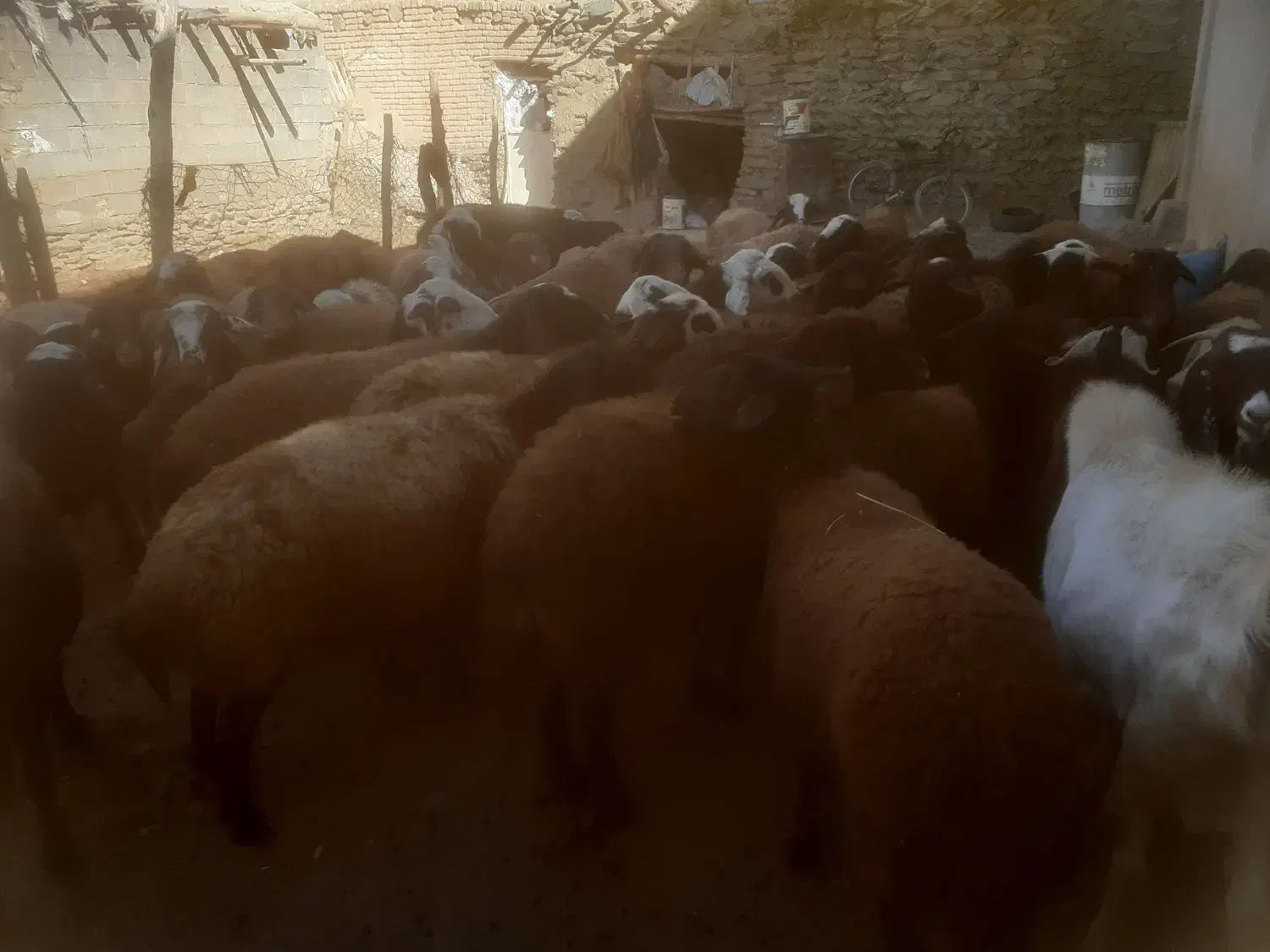 شیشک ومیش ابستن وزاییده|حیوانات مزرعه|ملایر, |دیوار