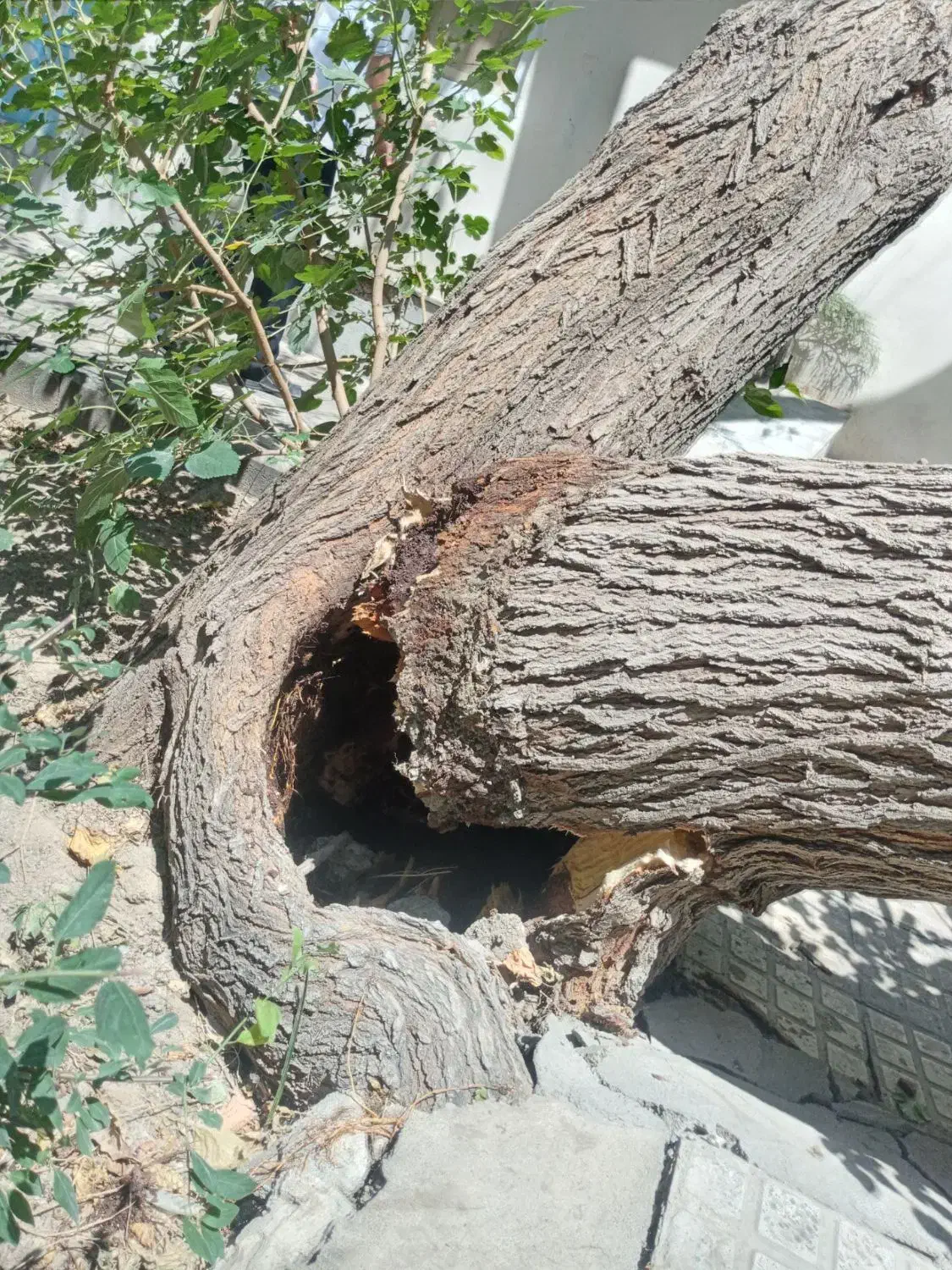 خرید چوب|خدمات باغبانی و درختکاری|کرج, کمال‌شهر|دیوار