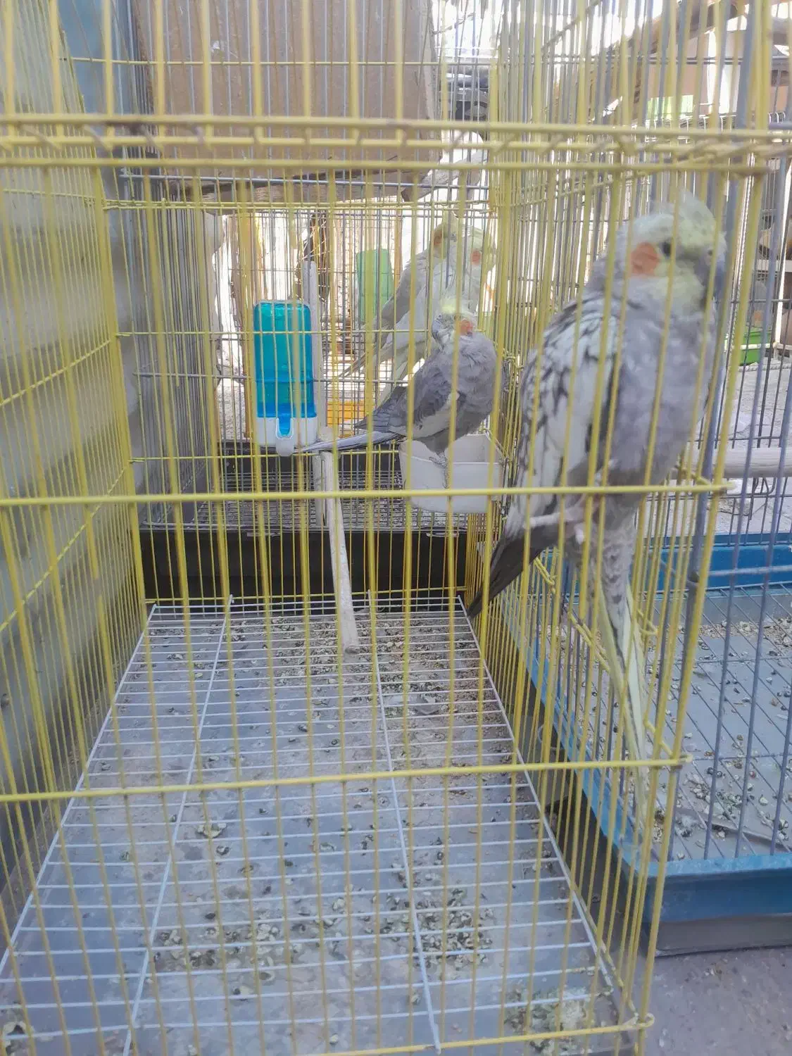 عروس هلندی|پرنده|اقبالیه, |دیوار