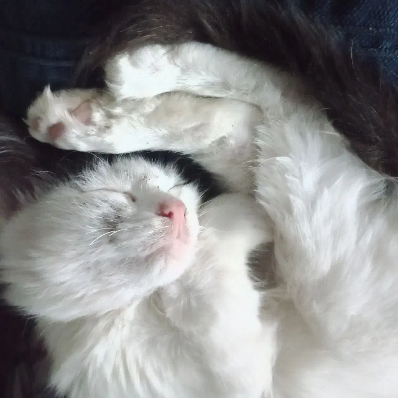 واگذاری بچه گربه نر|گربه|رشت, رشتیان|دیوار