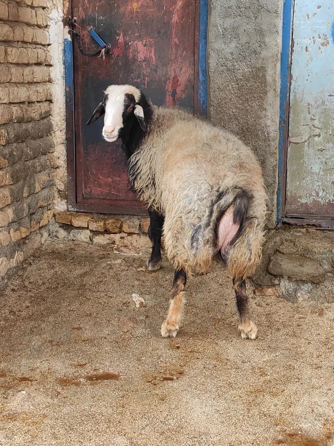 قوچ|حیوانات مزرعه|دالاهو, |دیوار