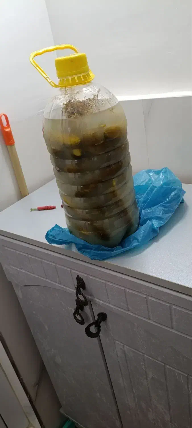 خیارشور|خوردنی و آشامیدنی|سردرود, |دیوار