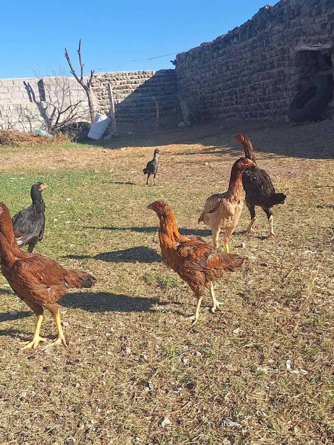 مرغ لاری معاوضه با هرچی به درد بخور باشه|حیوانات مزرعه|مشگین شهر, |دیوار