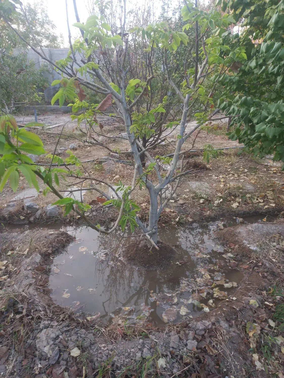 درخت چند ساله...|حراج|شهرضا, |دیوار