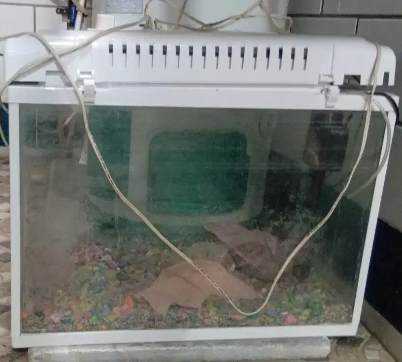 آکواریوم|ماهی|بندر امام خمینی, |دیوار