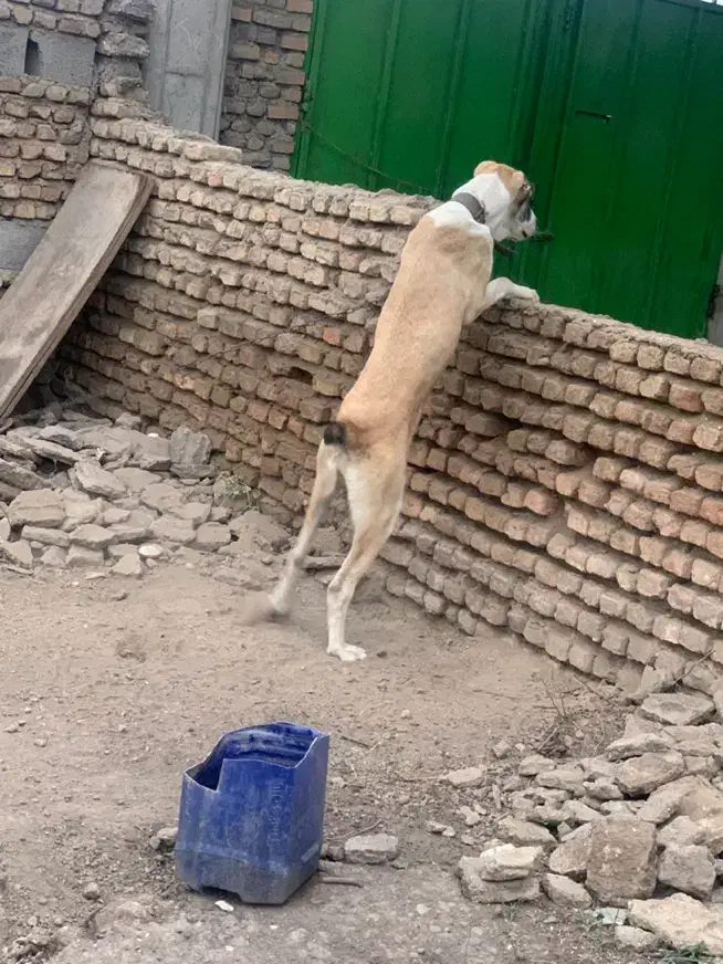 سگ آلابای اصیل|سگ|گنبد کاووس, |دیوار