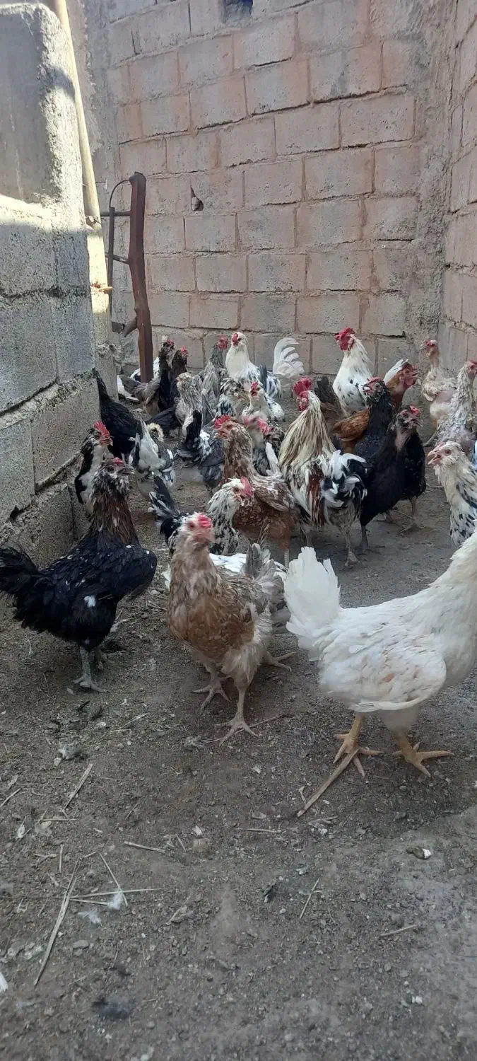 تخممرغ نطفه دار گلین|حیوانات مزرعه|زرند, |دیوار