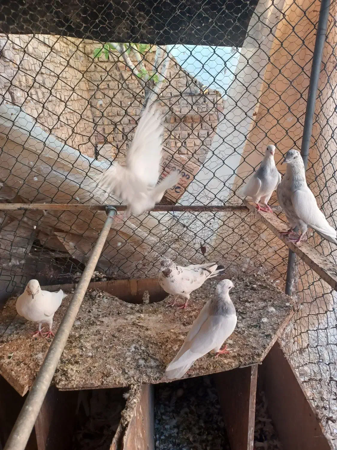 کبوتر کفتر طوقی کلدار|پرنده|قم, سالاریه|دیوار